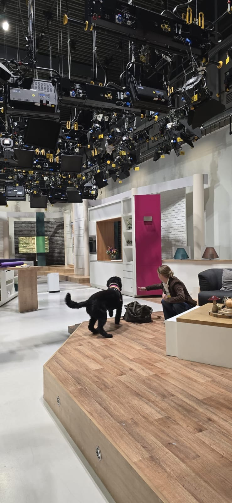 Hündin Ayla im Fernsehstudio von Hallo Hessen