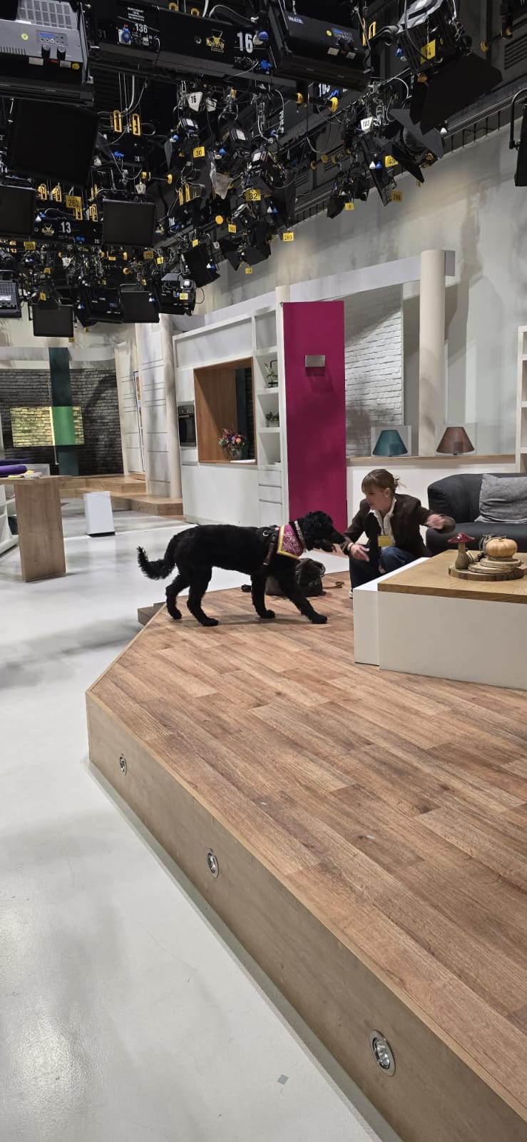 Hündin Ayla im Fernsehstudio von Hallo Hessen