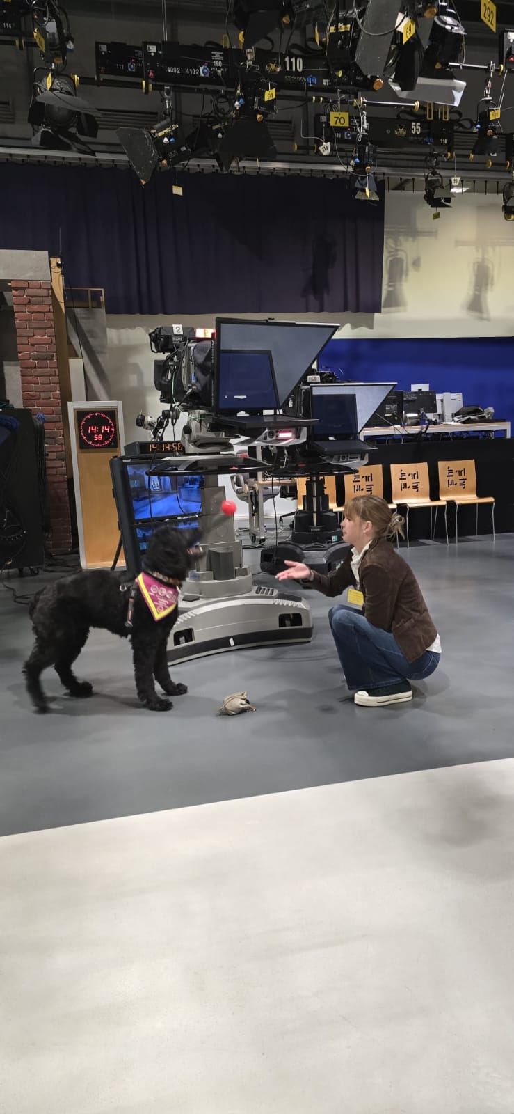Hündin Ayla beim Apportieren im Fernsehstudio von Hallo Hessen