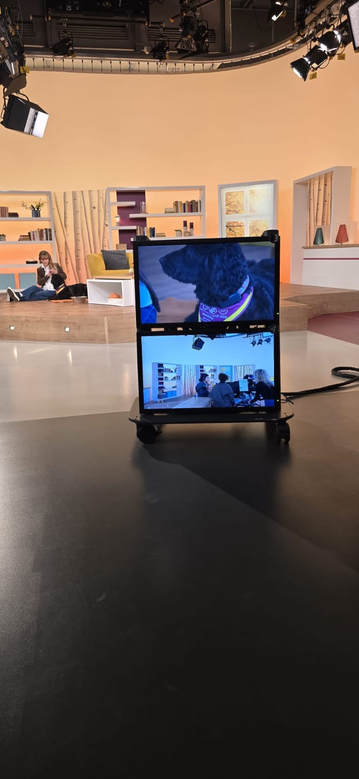Hündin Ayla auf dem Studiomonitor bei Hallo Hessen