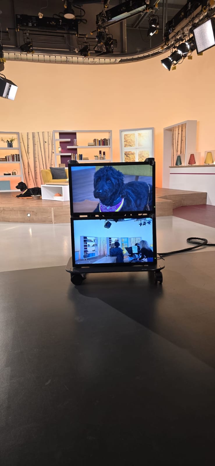 Hündin Ayla auf dem Studiomonitor bei Hallo Hessen