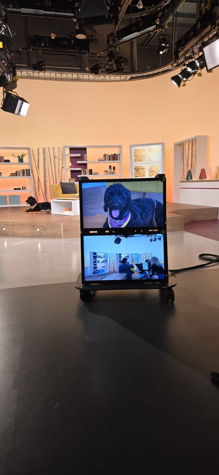 Hündin Ayla auf dem Studiomonitor bei Hallo Hessen