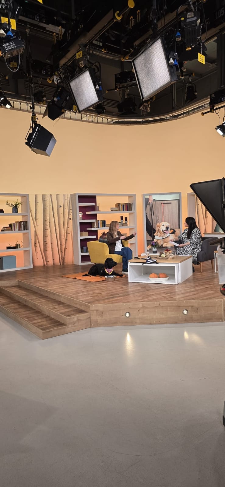 Live-Beitrag von Pfotenglück bei Hallo Hessen im Fernsehstudio