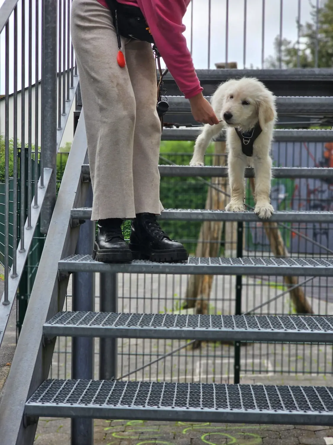 Hund von Pfotenglück Assistenzhundezentrum & Hundeschule