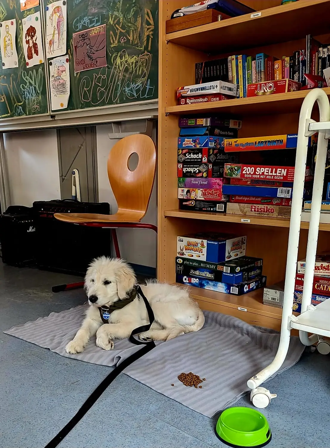 Hund von Pfotenglück Assistenzhundezentrum & Hundeschule