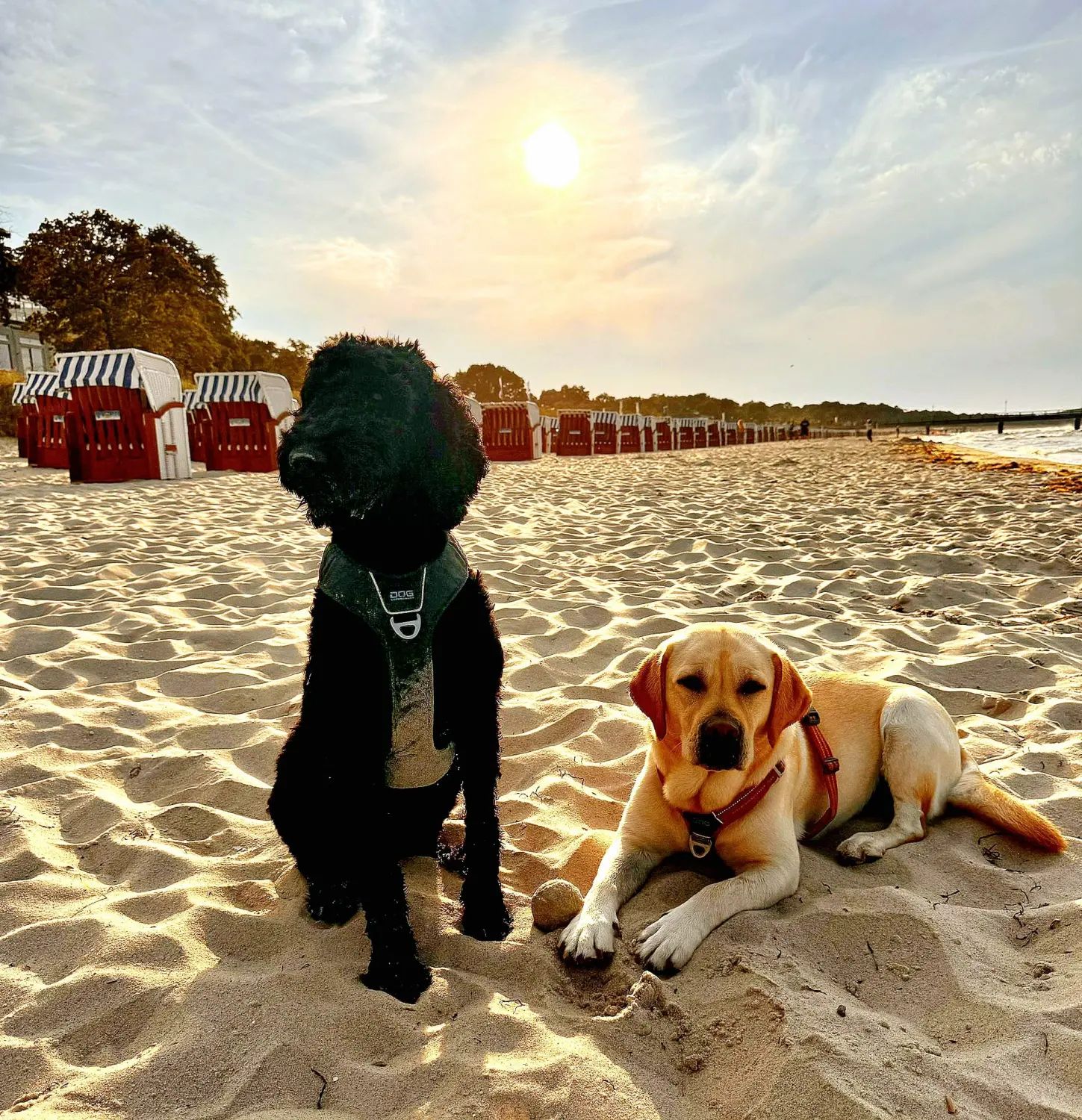 Hunde  von Pfotenglück Assistenzhundezentrum & Hundeschule