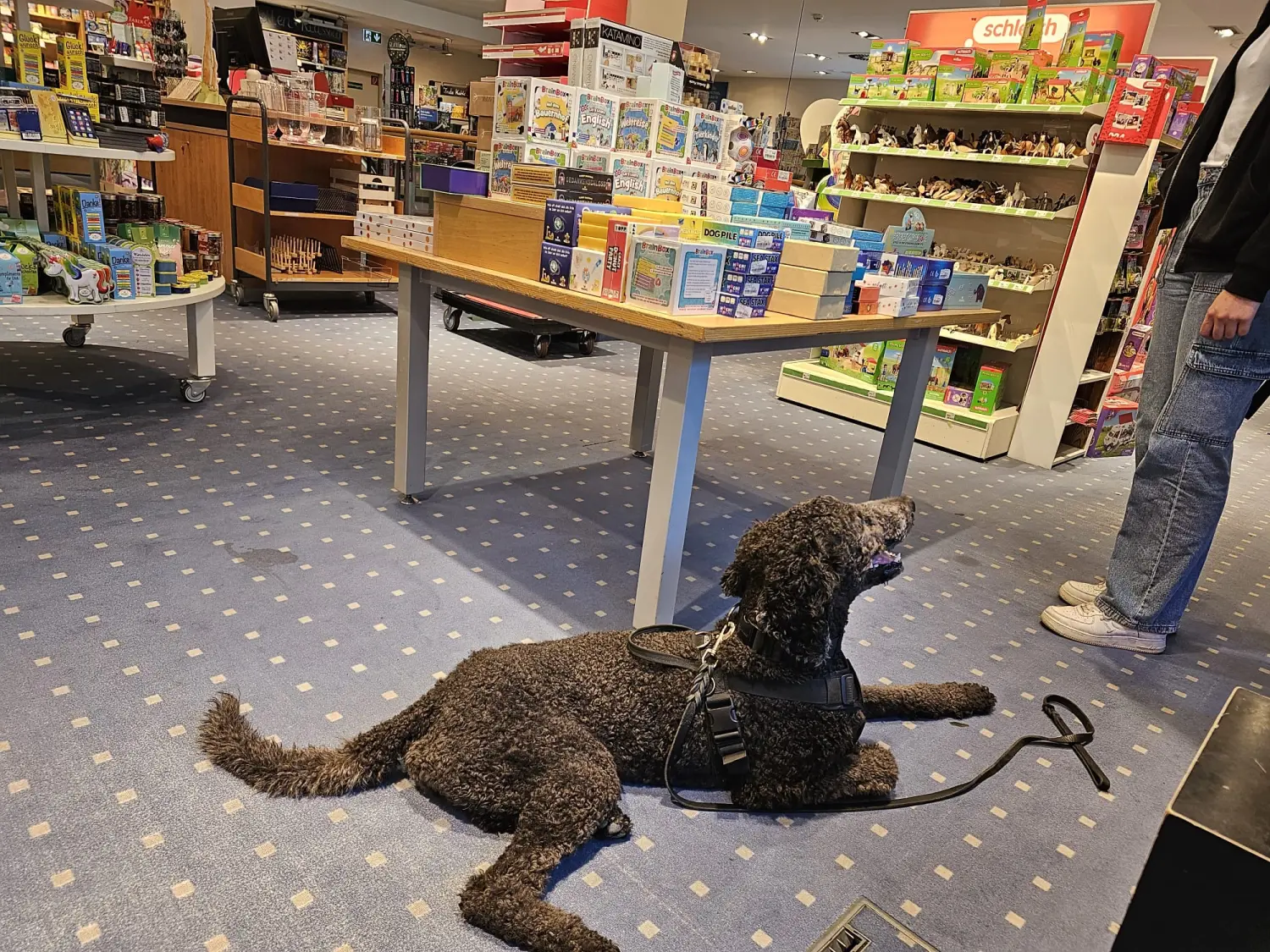 Hund von Pfotenglück Assistenzhundezentrum & Hundeschule
