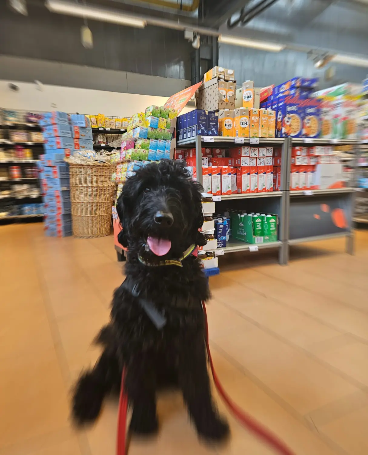 Hund von Pfotenglück Assistenzhundezentrum & Hundeschule