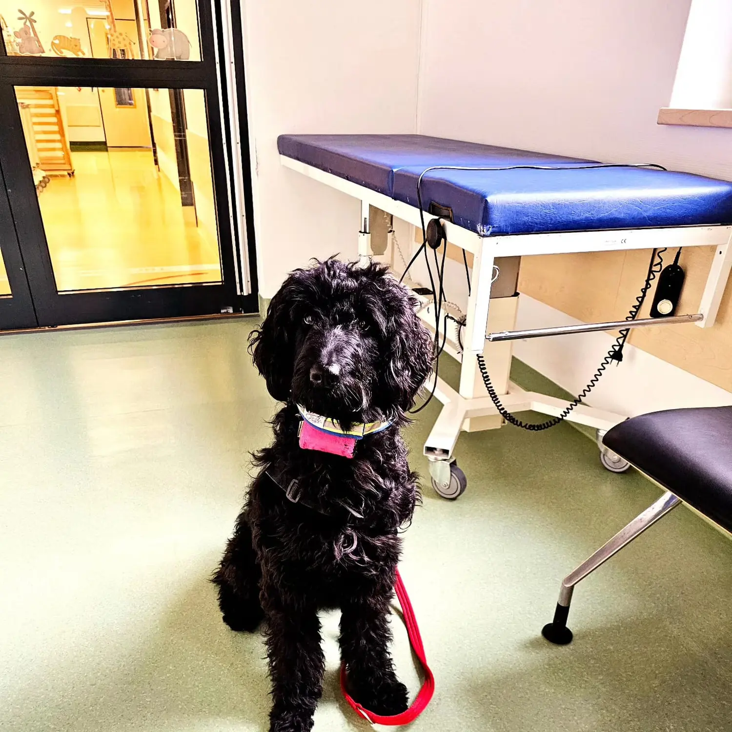 Hund von Pfotenglück Assistenzhundezentrum & Hundeschule