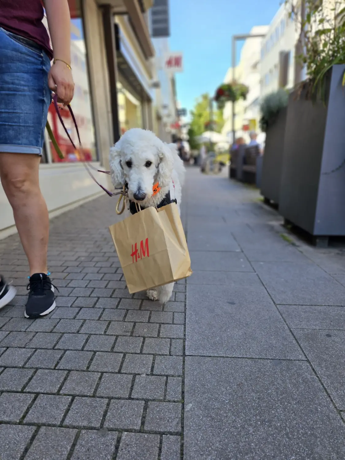 Hund von Pfotenglück Assistenzhundezentrum & Hundeschule