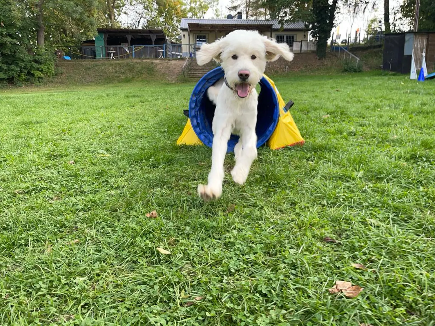 Hund von Pfotenglück Assistenzhundezentrum & Hundeschule