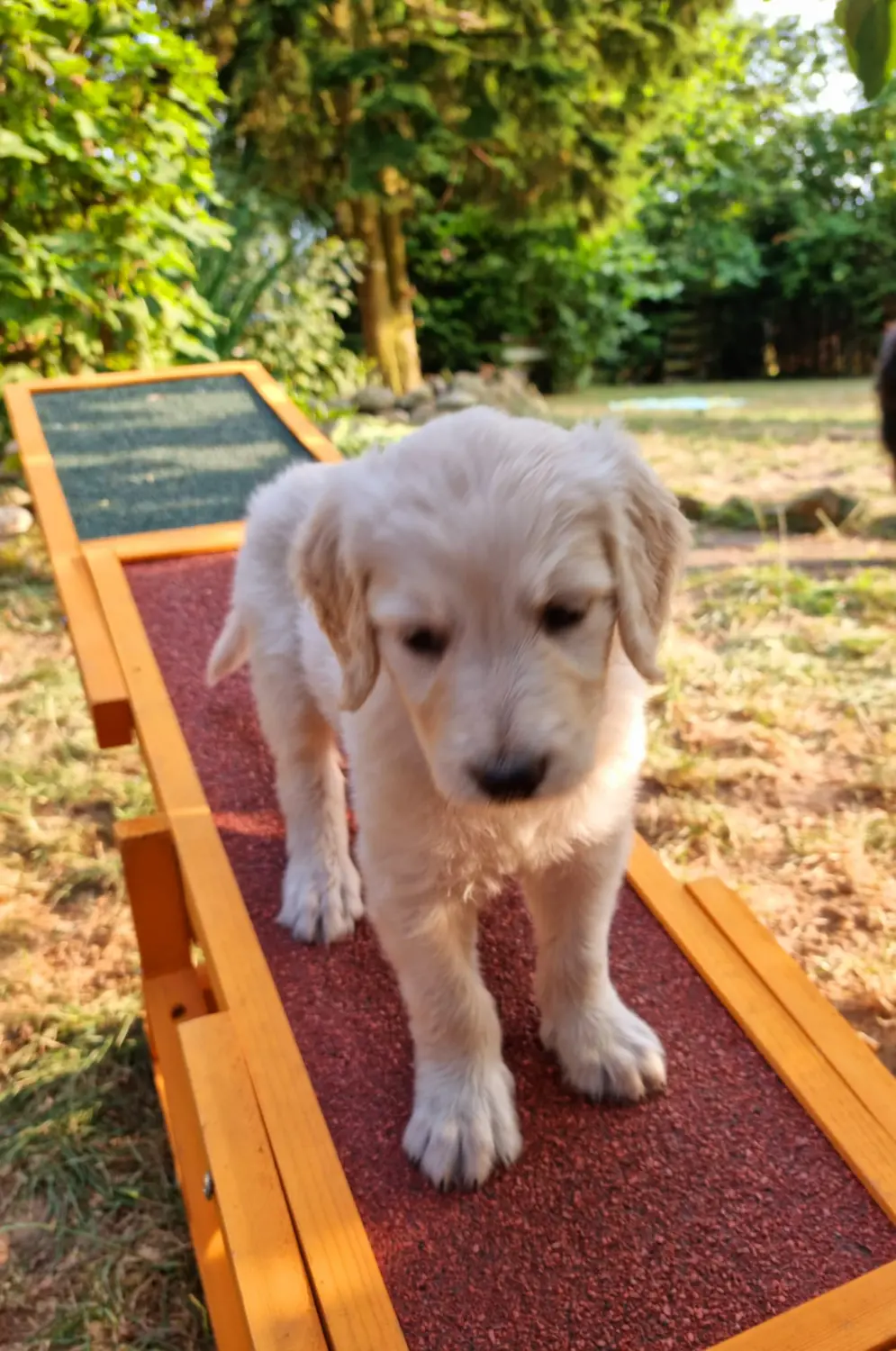 Hund von Pfotenglück Assistenzhundezentrum & Hundeschule