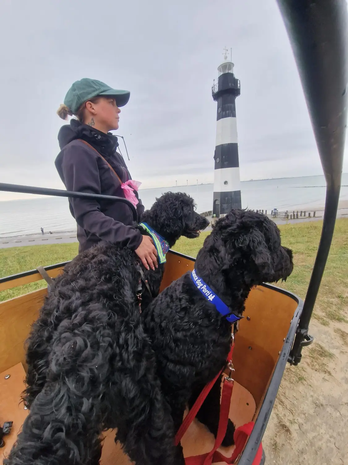 Menschen und Hunde am Strand von Pfotenglück Assistenzhundezentrum & Hundeschule