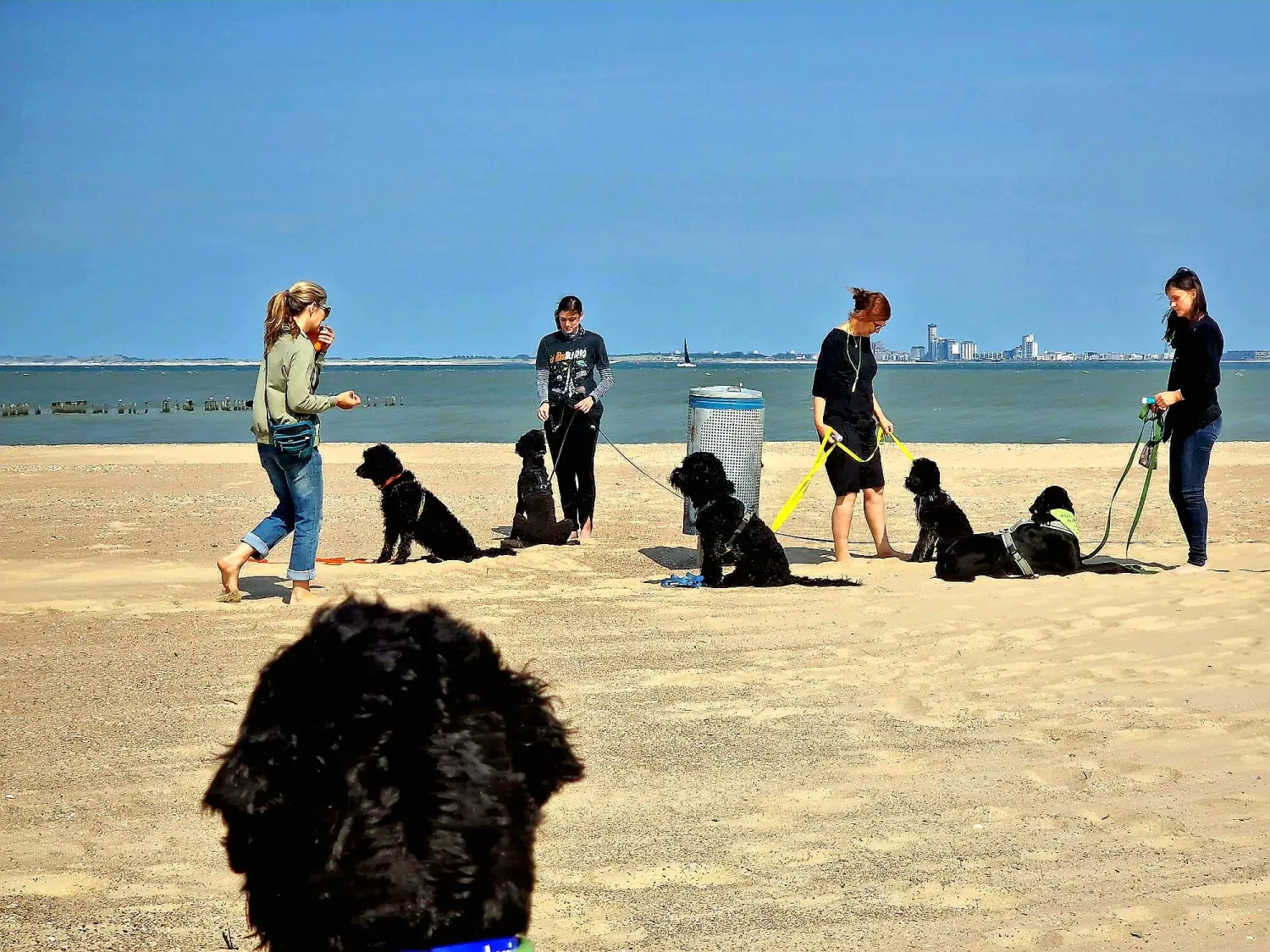 Menschen und Hunde am Strand von Pfotenglück Assistenzhundezentrum & Hundeschule