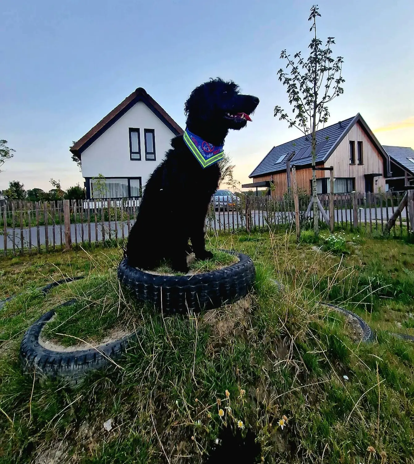 Hund von Pfotenglück Assistenzhundezentrum & Hundeschule