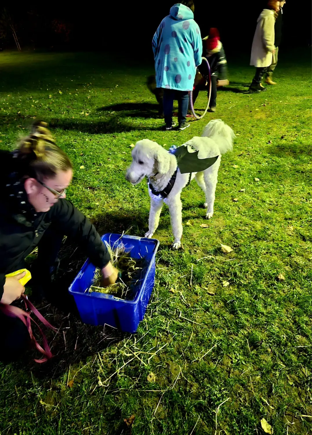 Menschen und Hunde am Strand von Pfotenglück Assistenzhundezentrum & Hundeschule