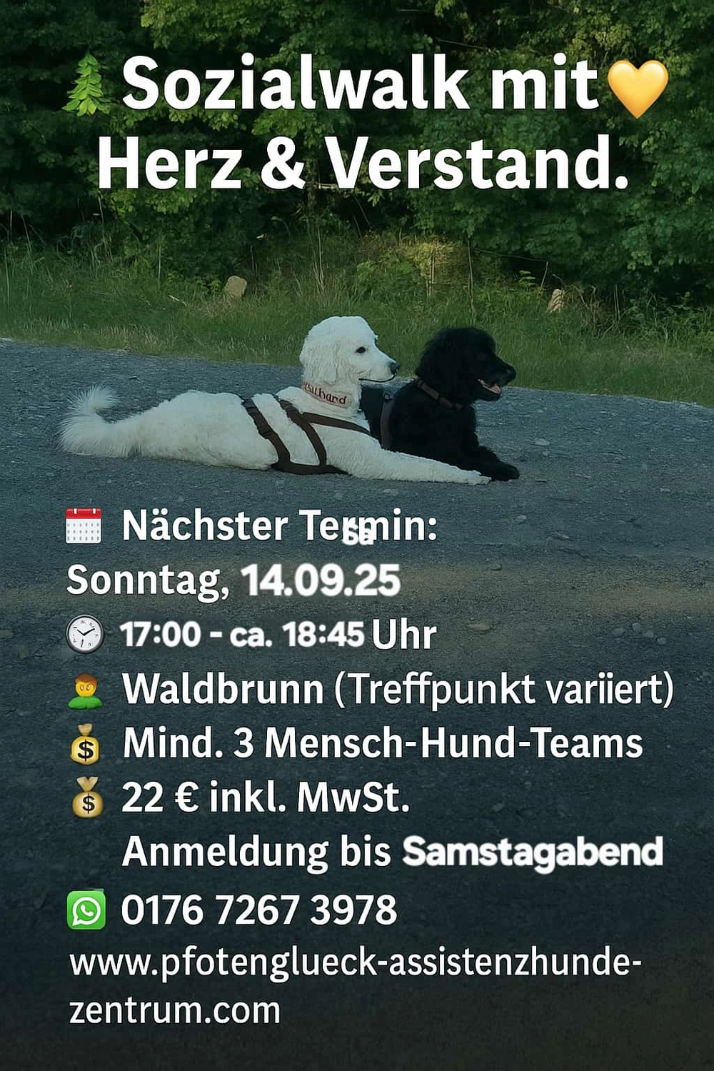 Menschen und Hunde am Strand von Pfotenglück Assistenzhundezentrum & Hundeschule