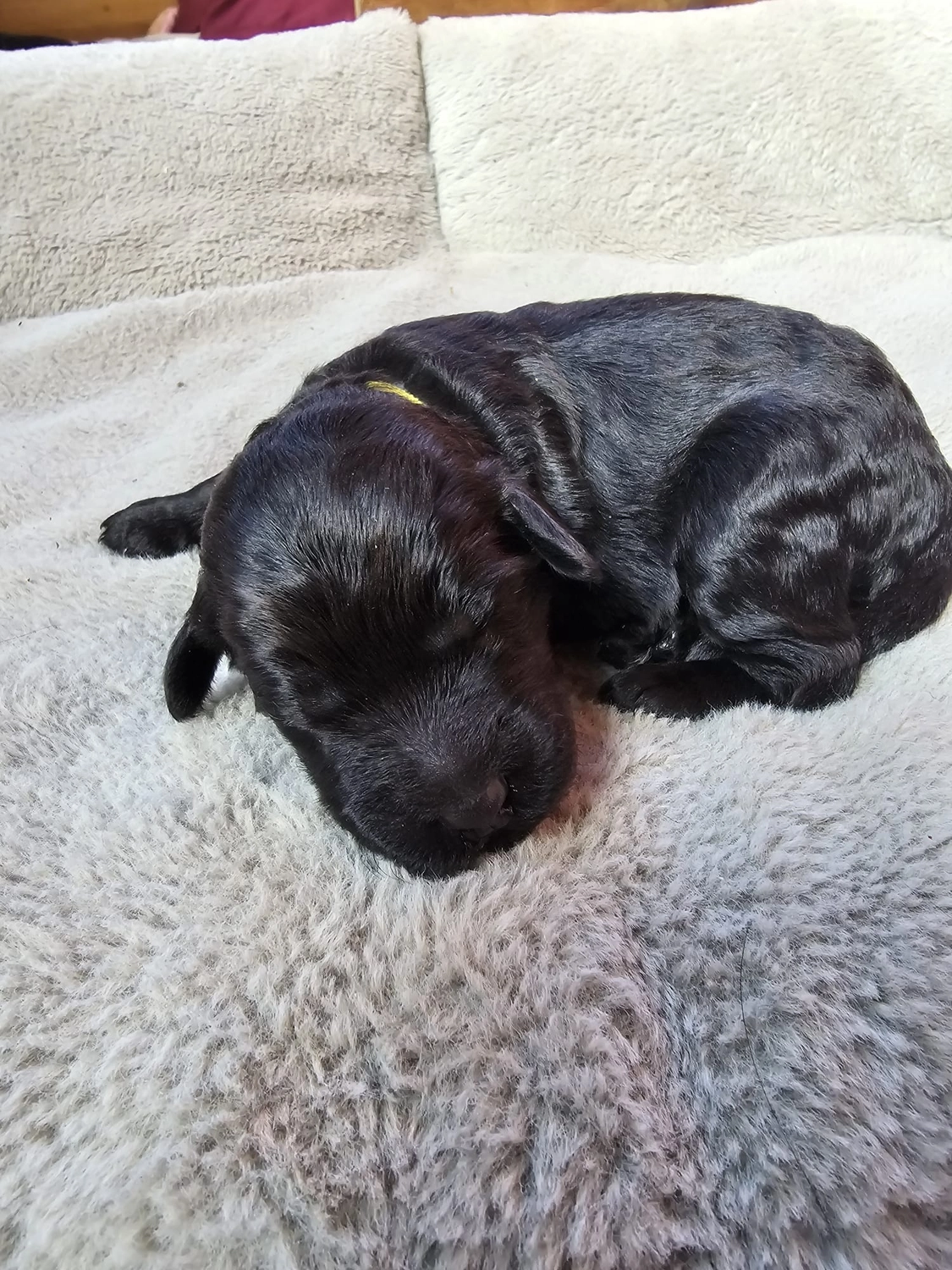 Pfotenglück-Assistenzhundezentrum--Hundeschule